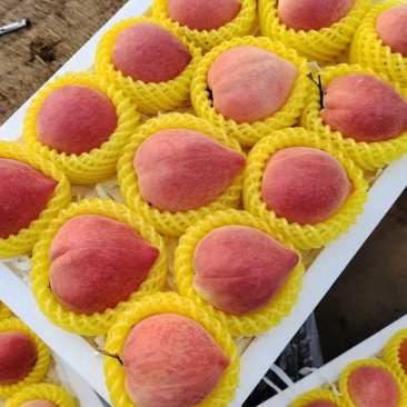 精品桃子，春雪桃，河北桃子大量供应，货源充足，量大从优。