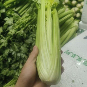 云南精品西芹大量供货对接全国市场商超社区团购品质保证