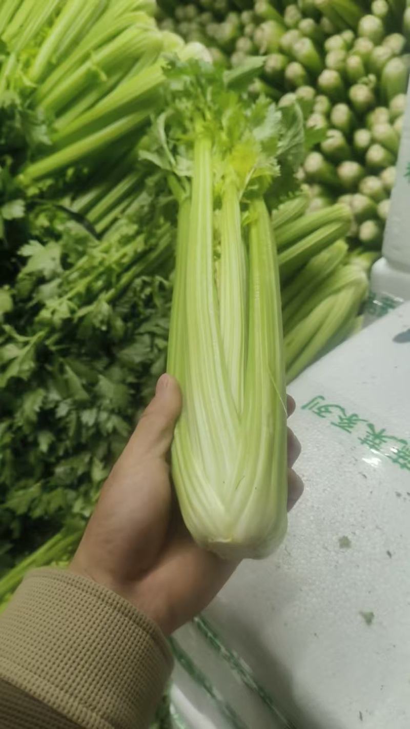 云南精品西芹大量供货对接全国市场商超社区团购品质保证