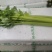 云南精品西芹大量供货对接全国市场商超社区团购品质保证
