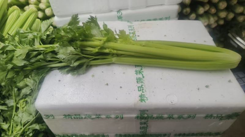 云南精品西芹大量供货对接全国市场商超社区团购品质保证