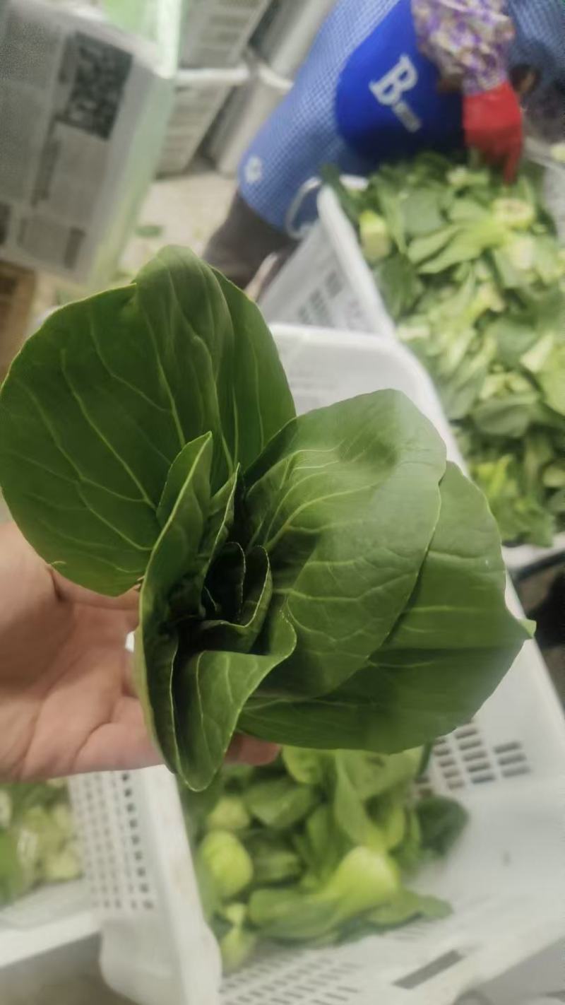 精品上海青上品质保证现挖现发量大价优欢迎来电咨询