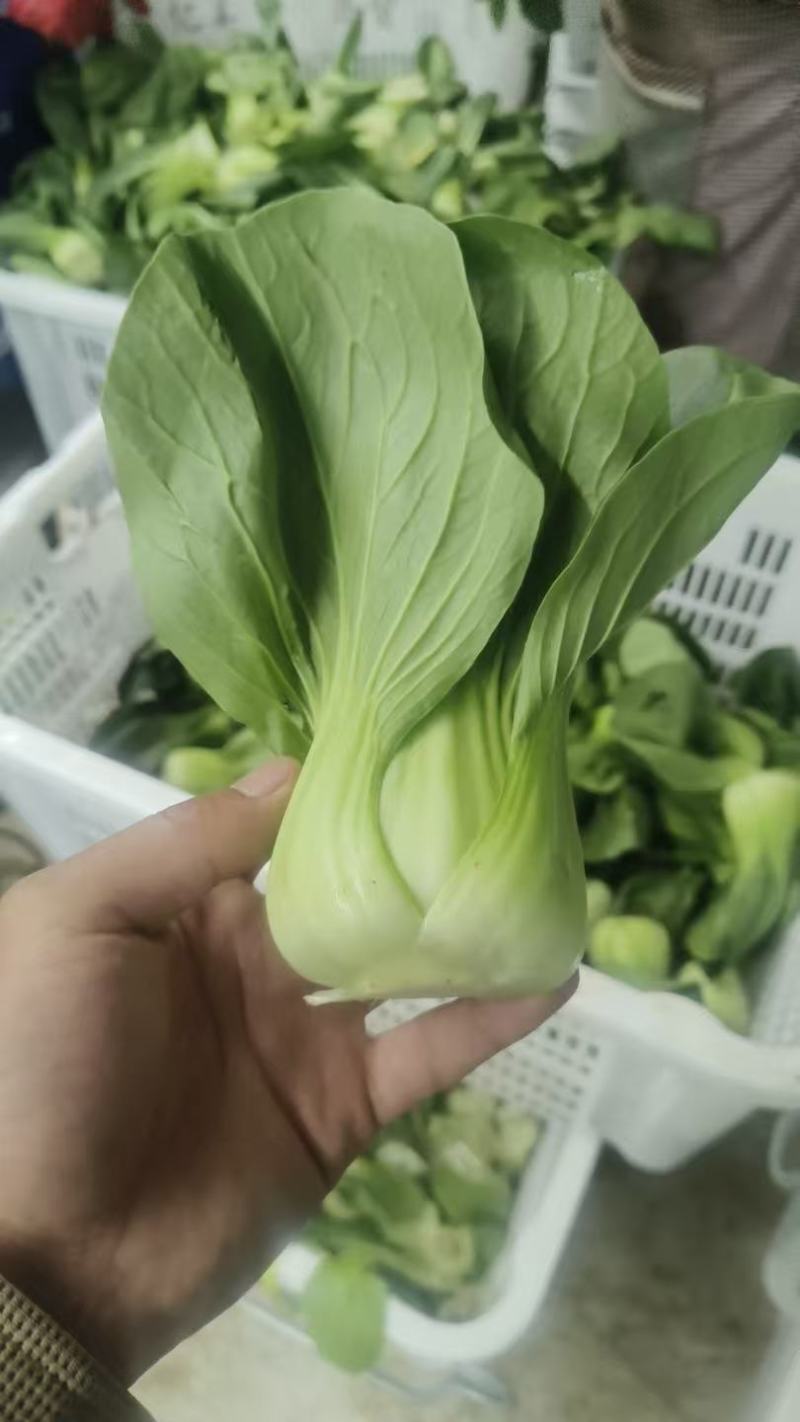 精品上海青上品质保证现挖现发量大价优欢迎来电咨询