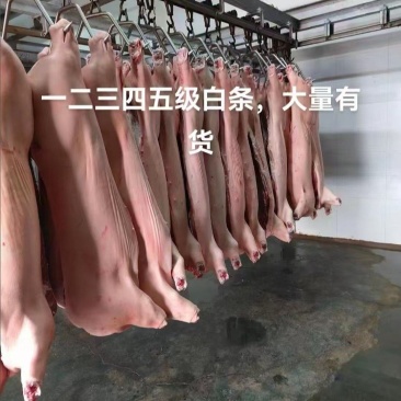 白条猪肉批发，各级白条批发量大从优欢迎各位老板来电