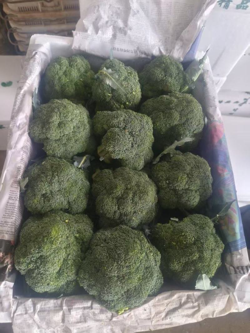 云南精品西兰花上市对接全国市场商超电商量大价优来电