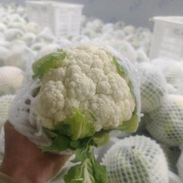 精品白花上市品质保证价格优惠支持视频看货欢迎来电