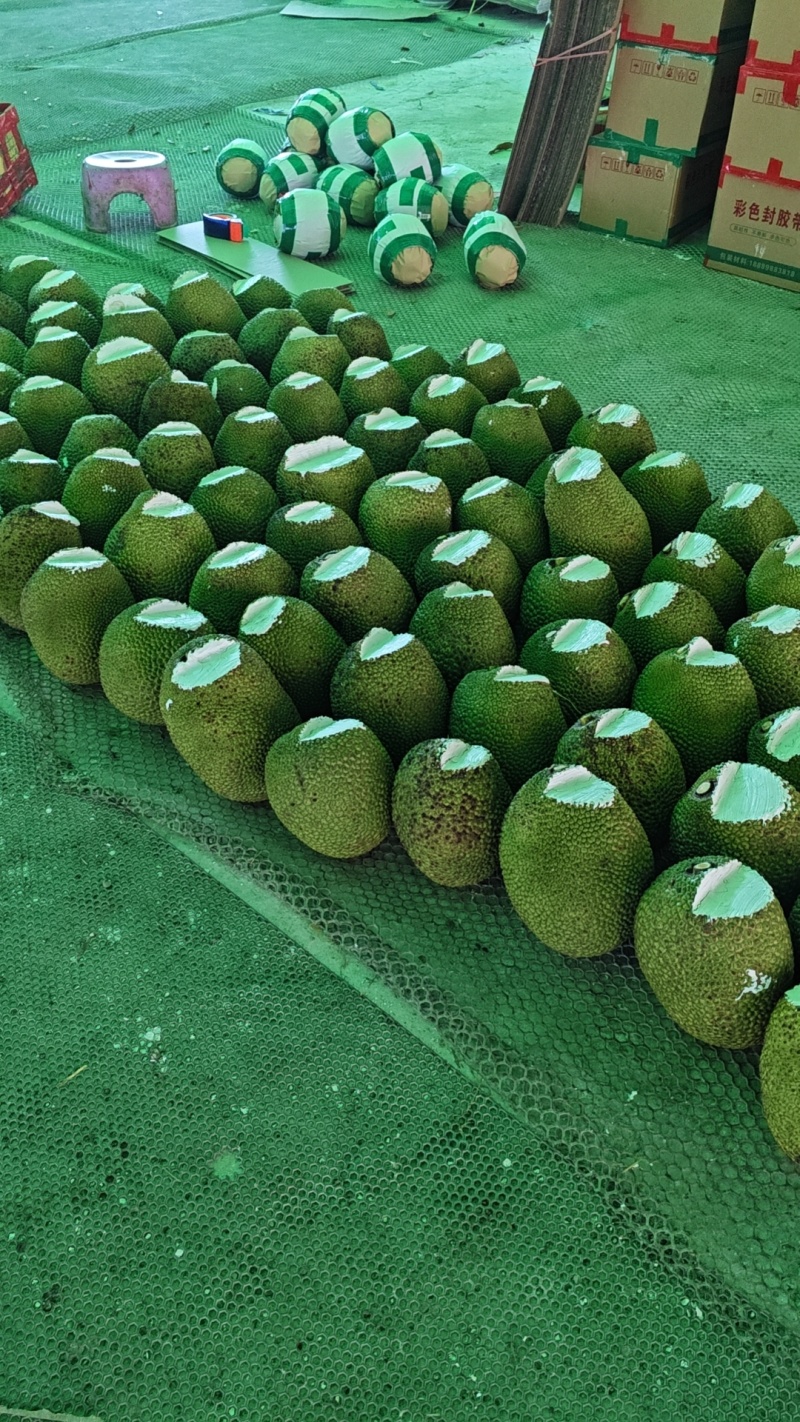 海南泰八红肉菠萝蜜，产地直销，质量保证