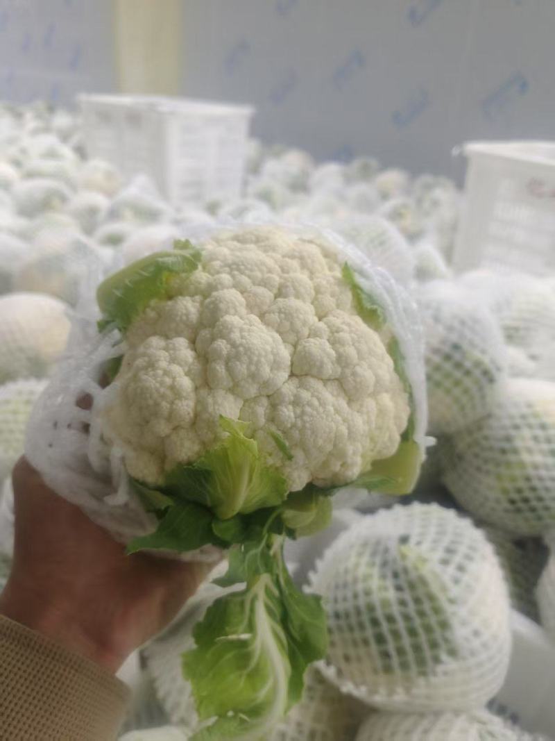 精品白花上市品质保证价格优惠支持视频看货欢迎来电