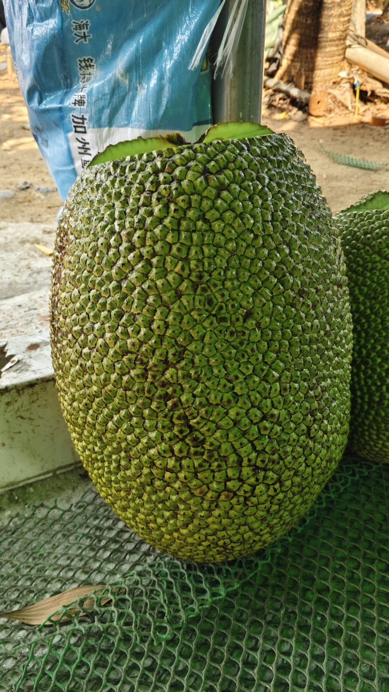 海南泰八红肉菠萝蜜，产地直销，质量保证