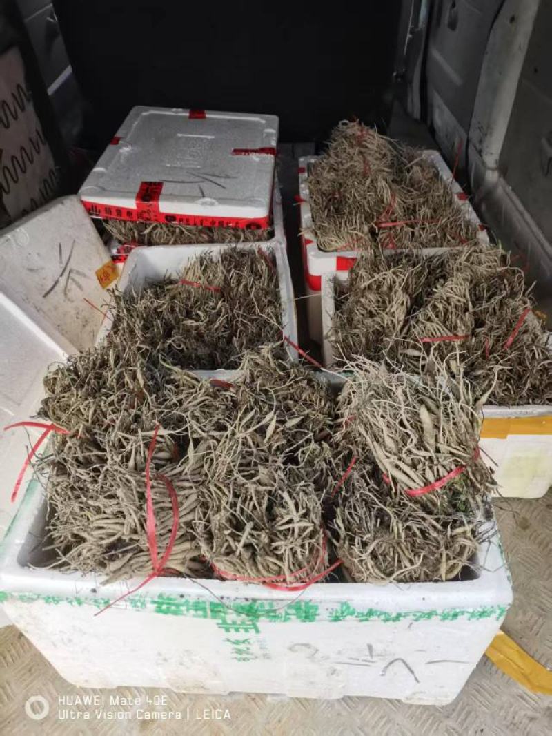 百部种苗，产地直发现采现发，货源充足，量大从优。