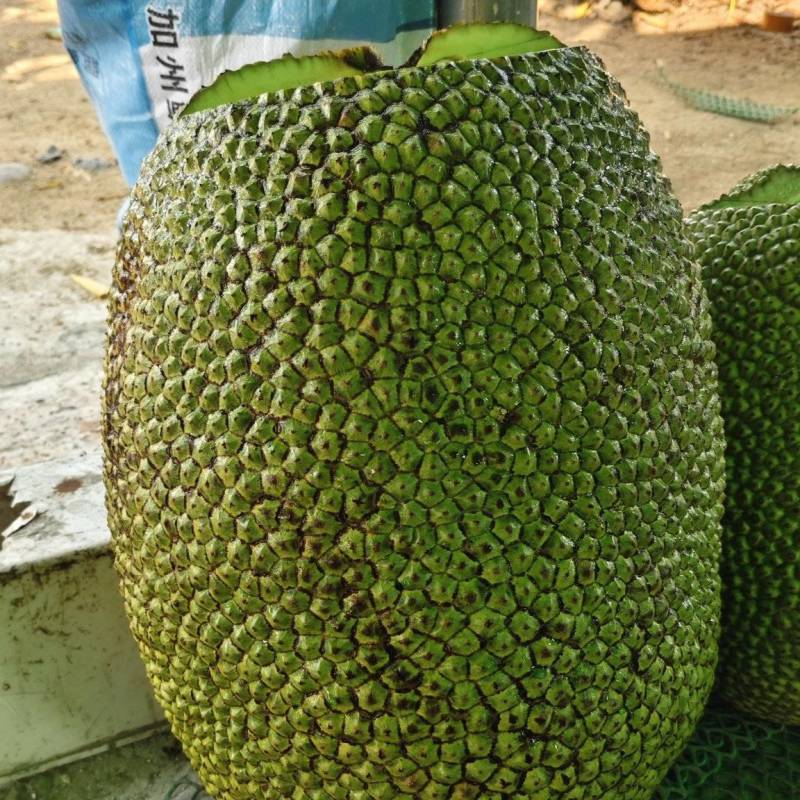 海南泰八红肉菠萝蜜，产地直销，质量保证
