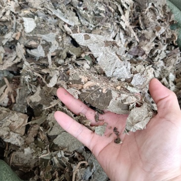 紫珠叶1公斤中草药止血草、紫珠草、