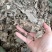 紫珠叶1公斤中草药止血草、紫珠草、