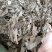 紫珠叶1公斤中草药止血草、紫珠草、
