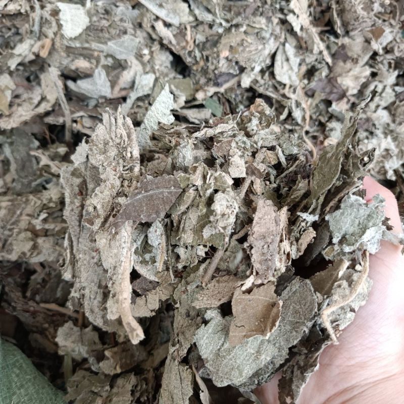 紫珠叶1公斤中草药止血草、紫珠草、