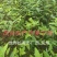 广西贺州大量供应木姜子苗，规格齐全，现货供应，量大从优。