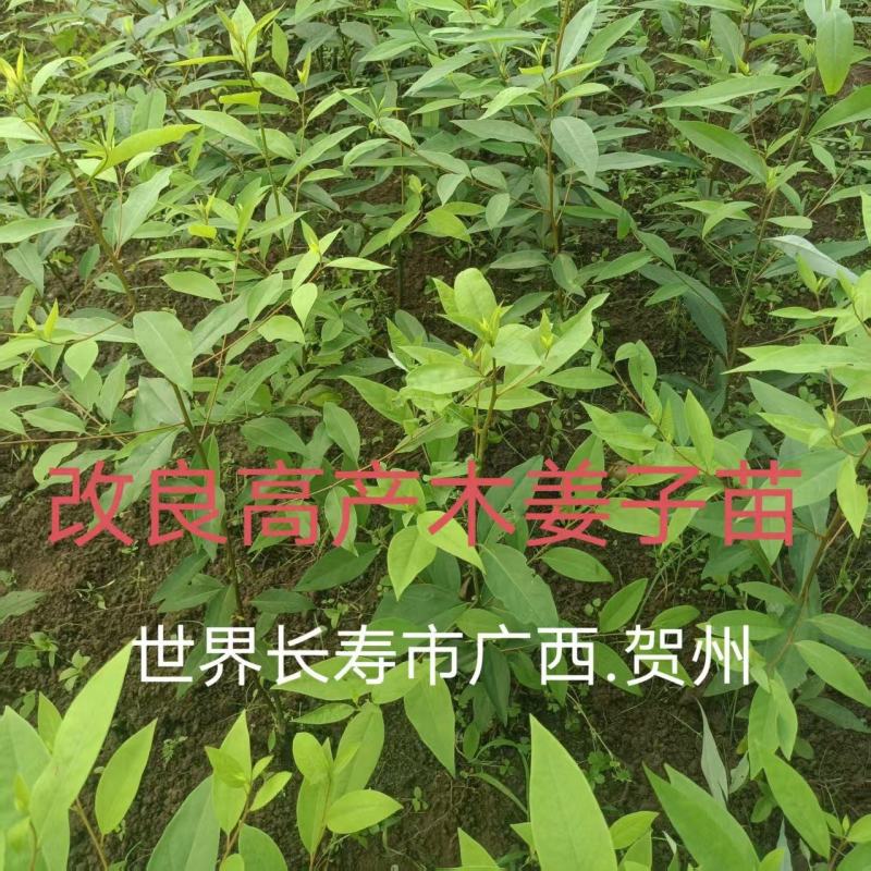 广西贺州大量供应木姜子苗，规格齐全，现货供应，量大从优。