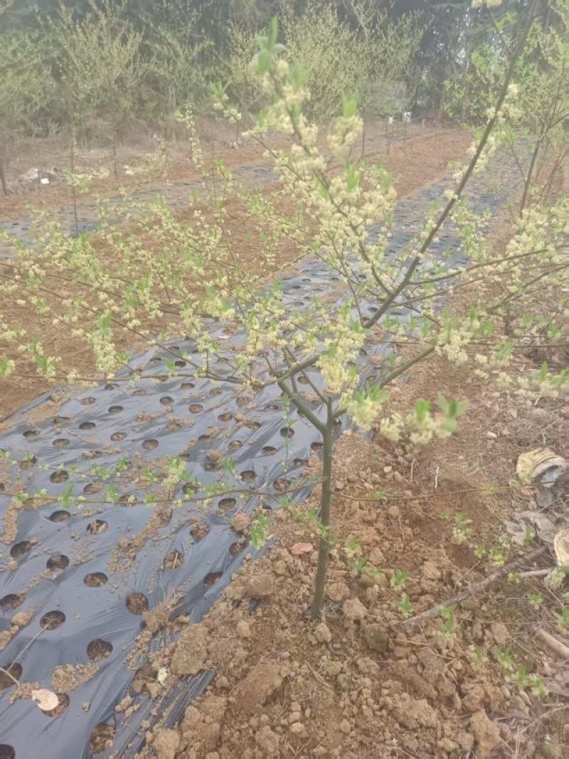 广西贺州大量供应木姜子苗，规格齐全，现货供应，量大从优。