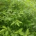 广西贺州大量供应木姜子苗，规格齐全，现货供应，量大从优。