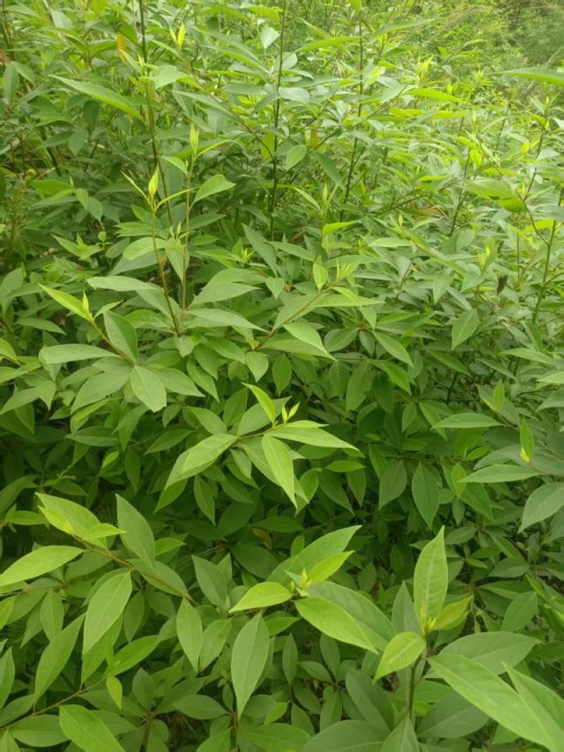 广西贺州大量供应木姜子苗，规格齐全，现货供应，量大从优。