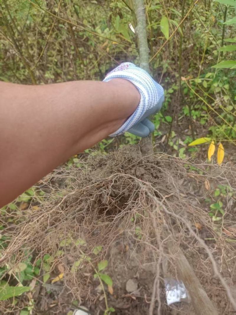 广西贺州大量供应木姜子苗，规格齐全，现货供应，量大从优。