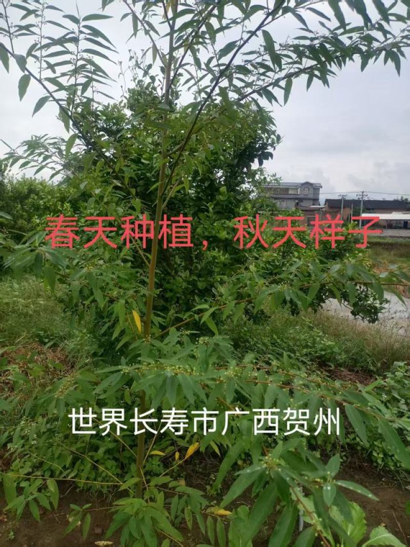广西贺州大量供应木姜子苗，规格齐全，现货供应，量大从优。