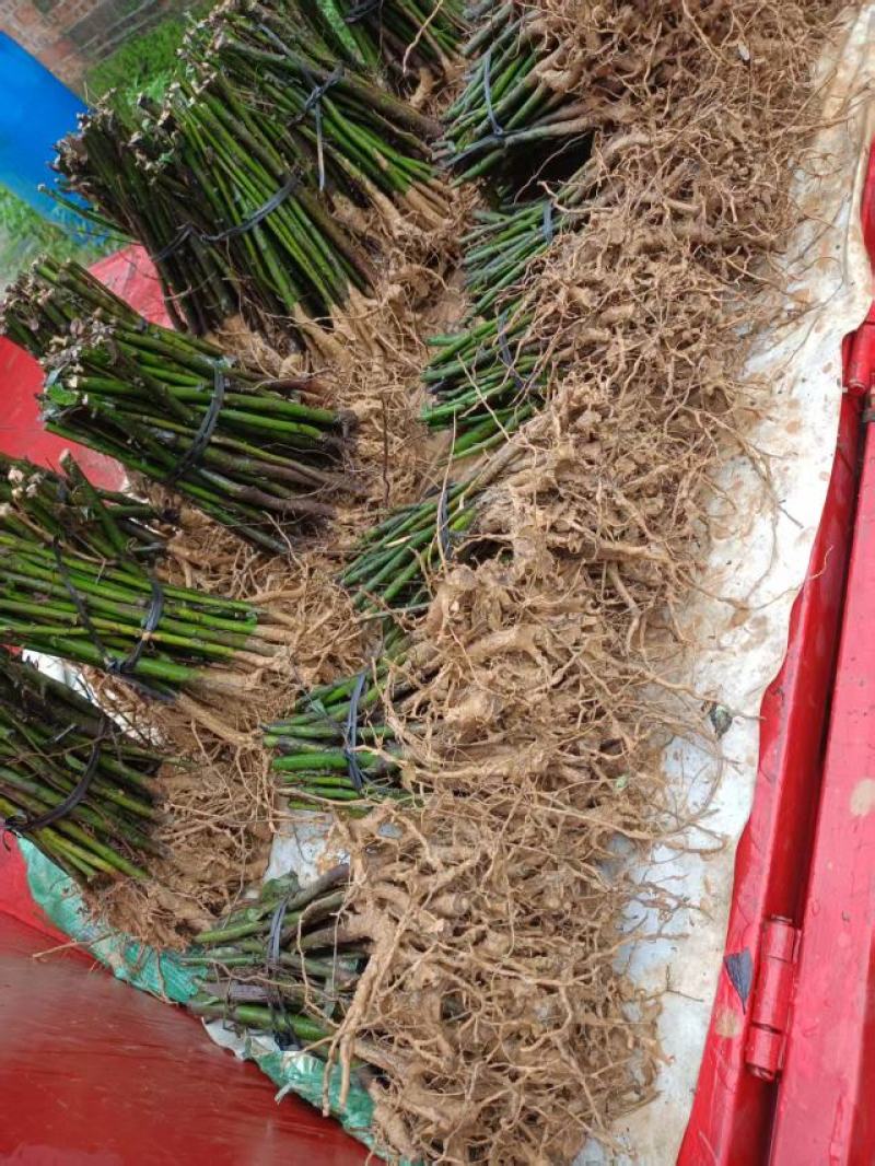 广西贺州大量供应木姜子苗，规格齐全，现货供应，量大从优。