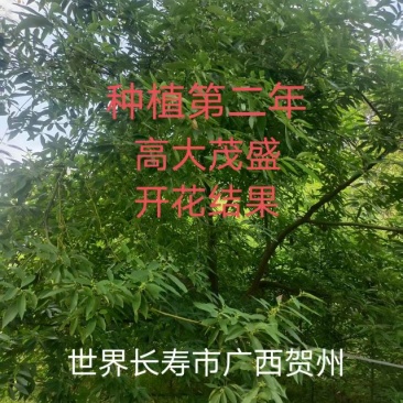 广西贺州大量供应木姜子苗，规格齐全，现货供应，量大从优。