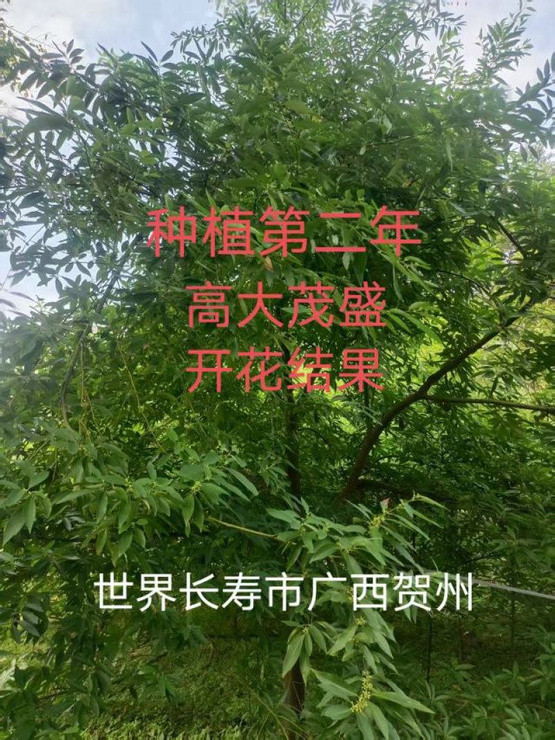 广西贺州大量供应木姜子苗，规格齐全，现货供应，量大从优。