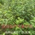 广西贺州大量供应木姜子苗，规格齐全，现货供应，量大从优。