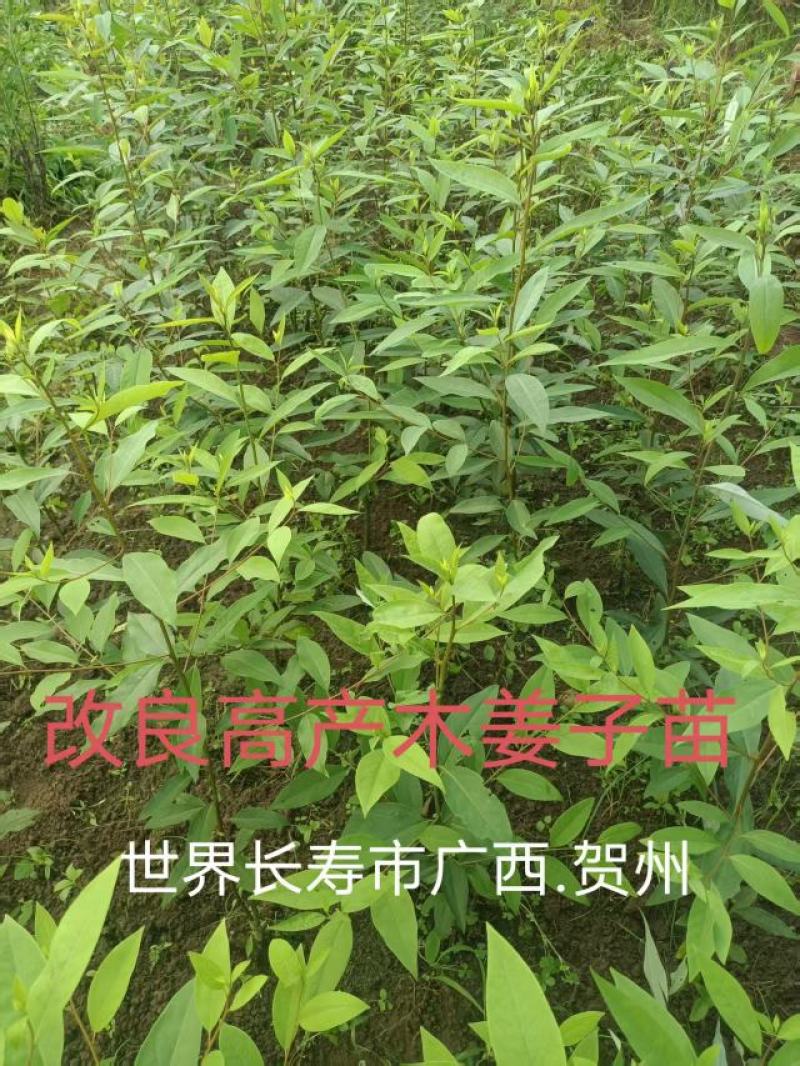 广西贺州大量供应木姜子苗，规格齐全，现货供应，量大从优。