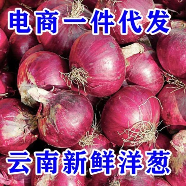 【洋葱电商一件代发】