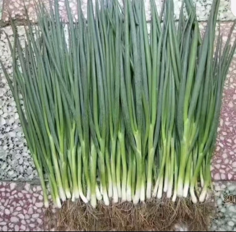 精品大葱大量供应，烧烤蘸酱葱，供应火锅餐饮等