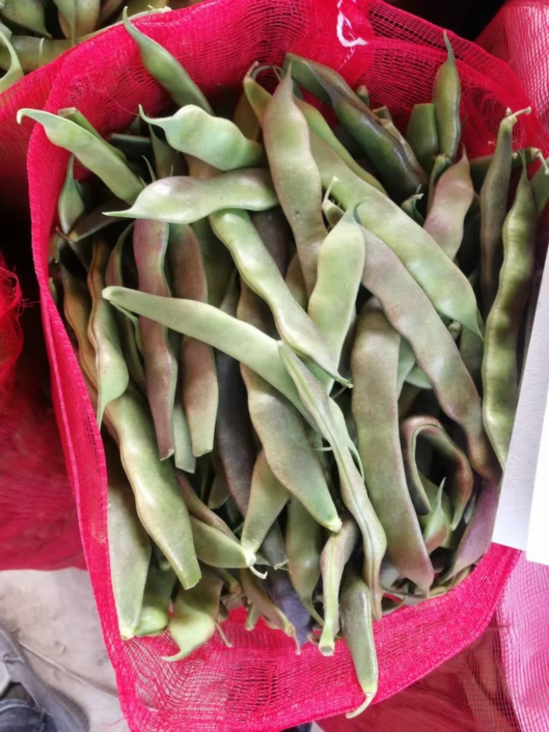山东菏泽优质白豆，白不老大量供应诚信经营欢迎选购
