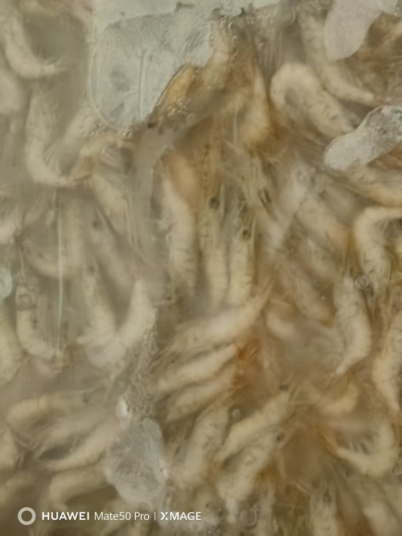 江苏河虾一手货源，货量充足，视频看货对接全国