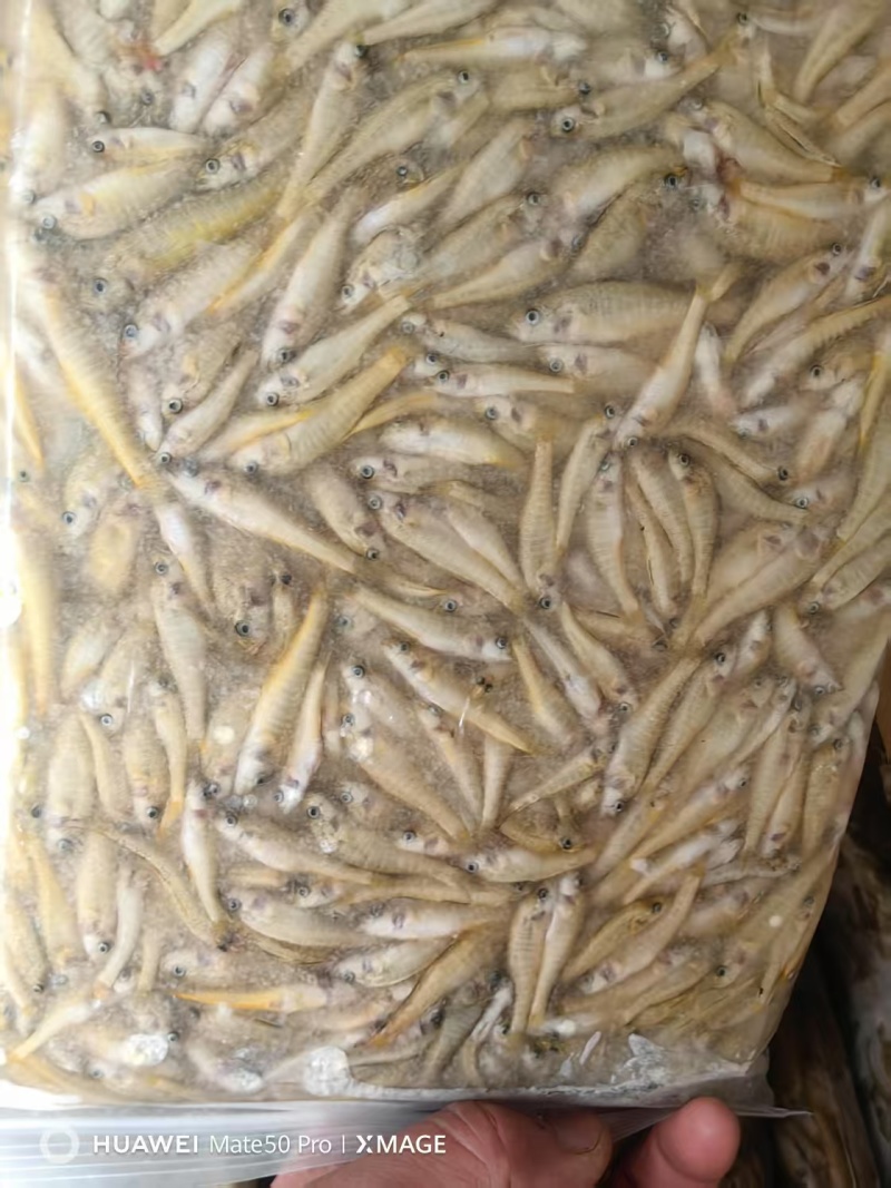 江苏河虾一手货源，货量充足，视频看货对接全国