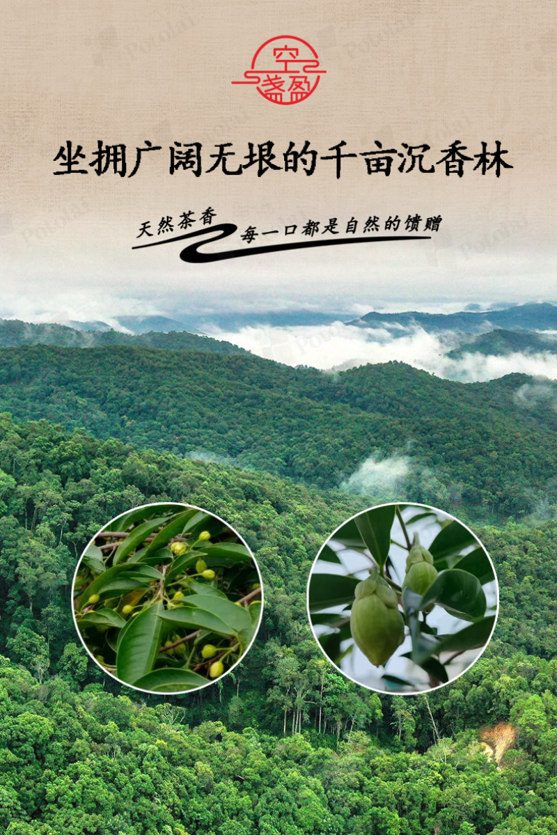 沉香茶TEL依午灵巴久依巴久久依山