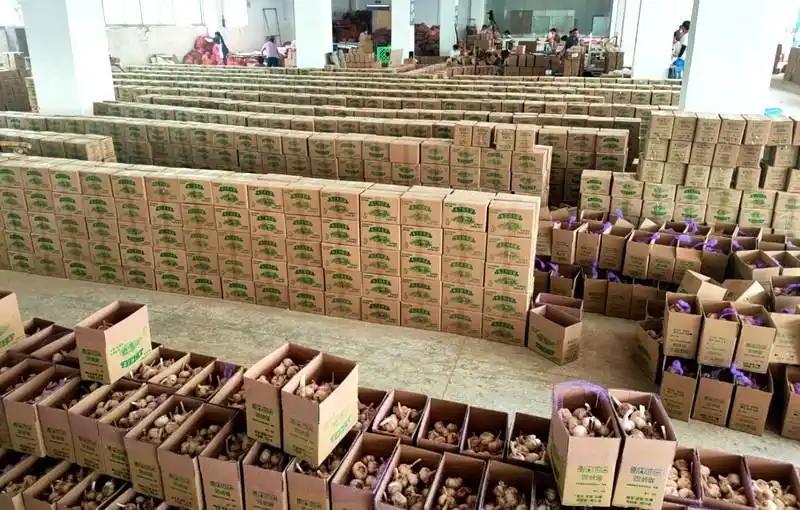 云南紫皮大蒜，电商一件代发，欢迎电商老板合作