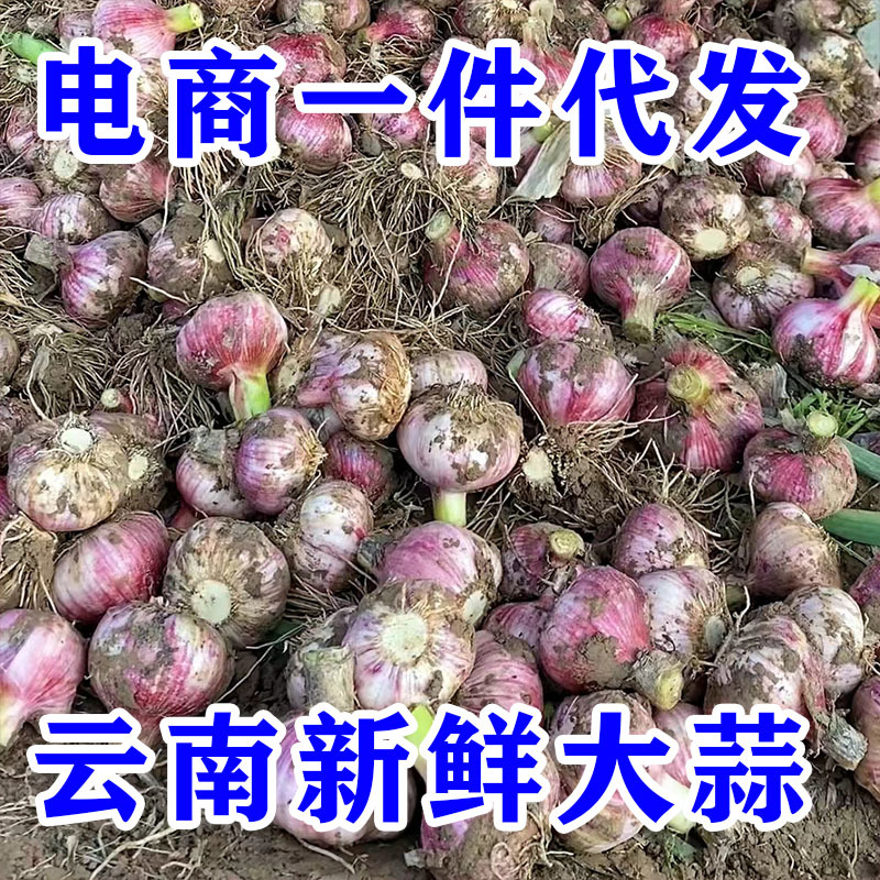 云南紫皮大蒜，电商一件代发，欢迎电商老板合作