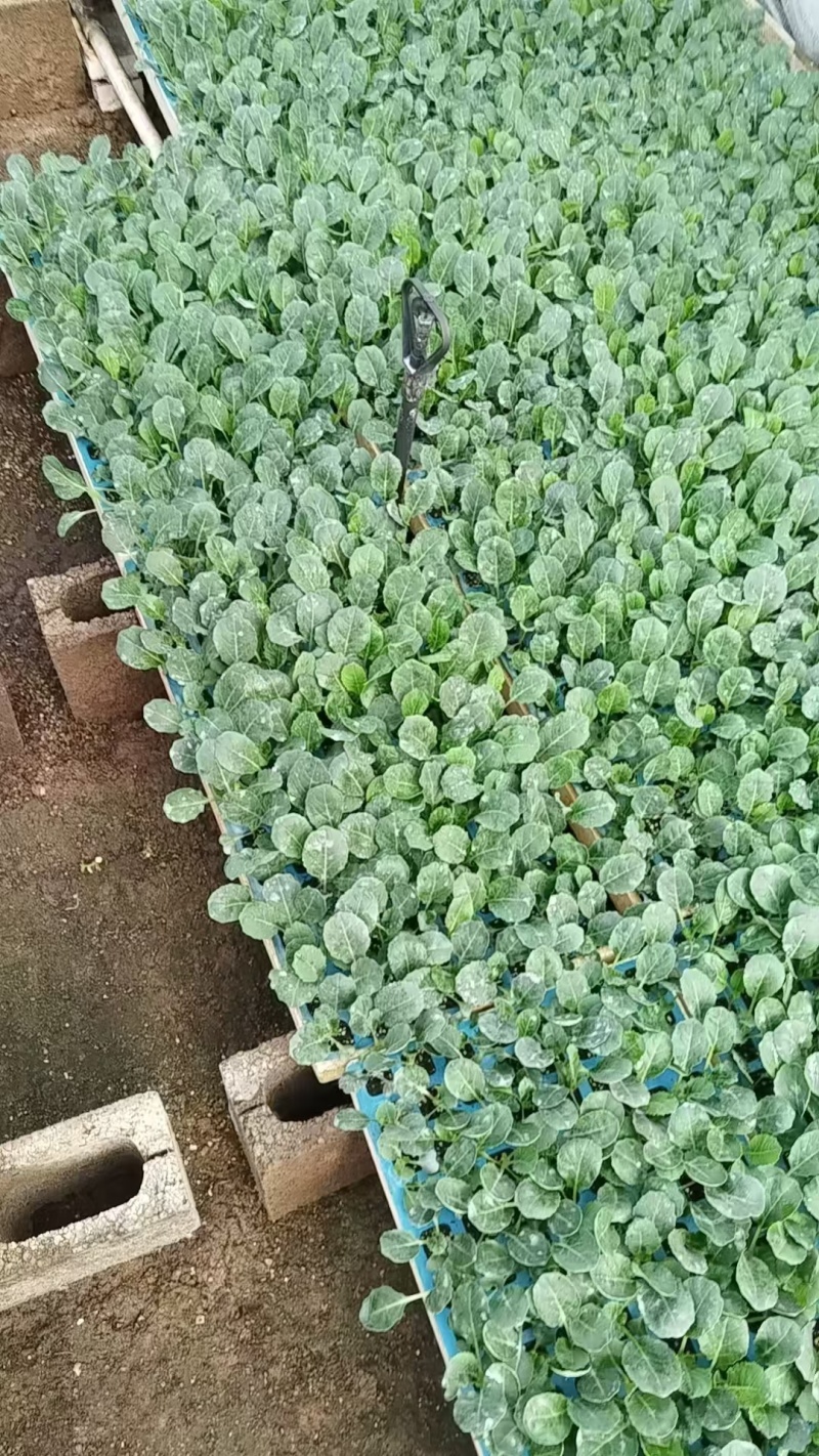 云南基地直发，西兰花苗