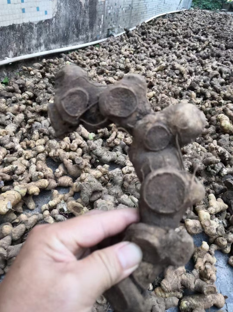 【推荐】九炼黄精量大从优全国包邮一件代发售后无忧