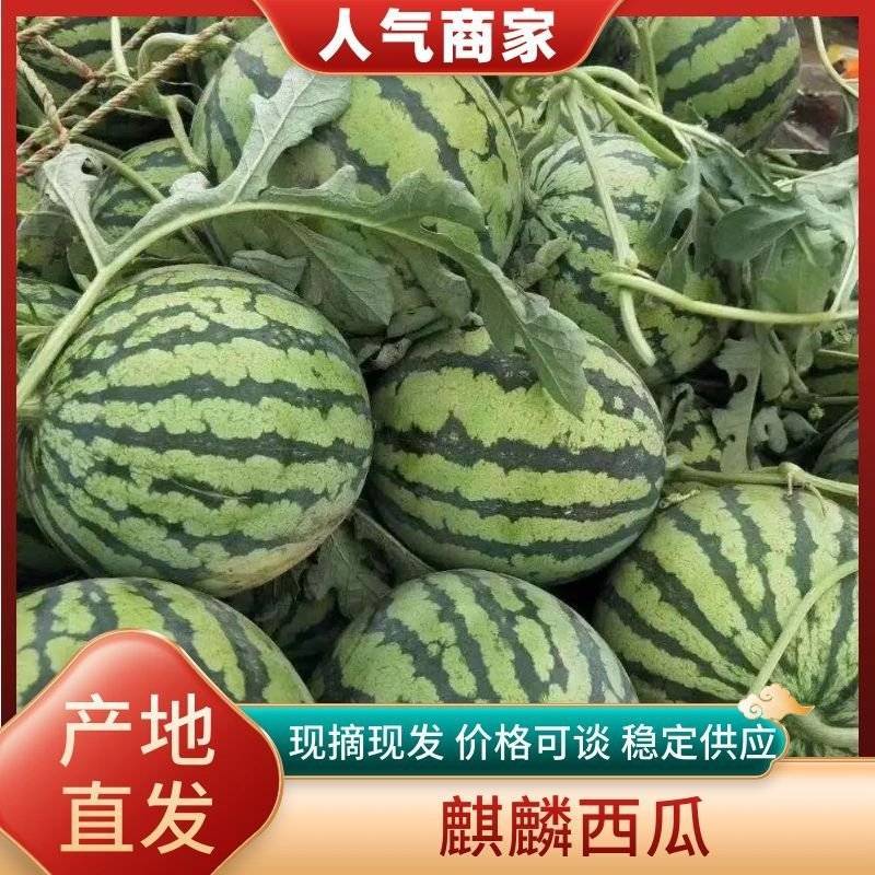麒麟西瓜无籽美都山西产区货源充足欢迎电话联系