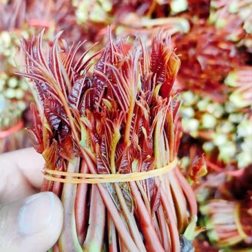 头茬红油香椿芽