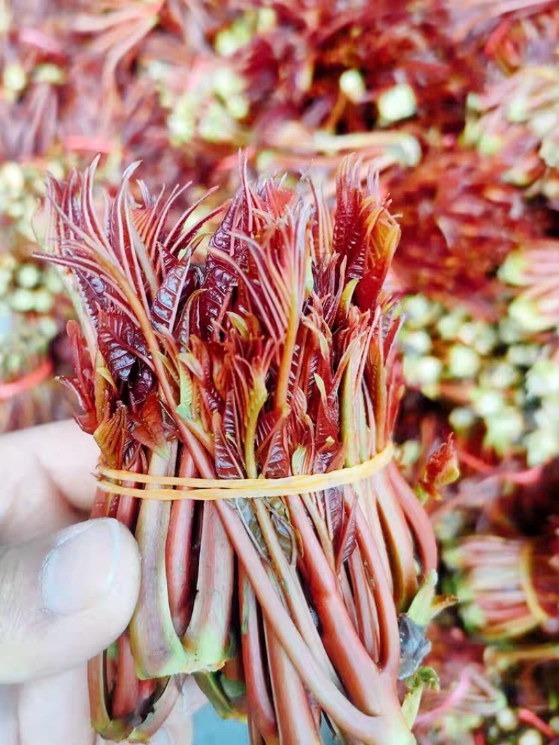 头茬红油香椿芽