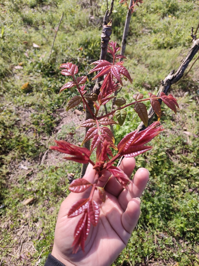 头茬红油香椿芽