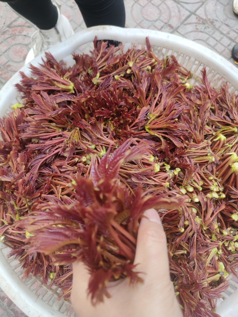 头茬红油香椿芽