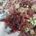 头茬红油香椿芽