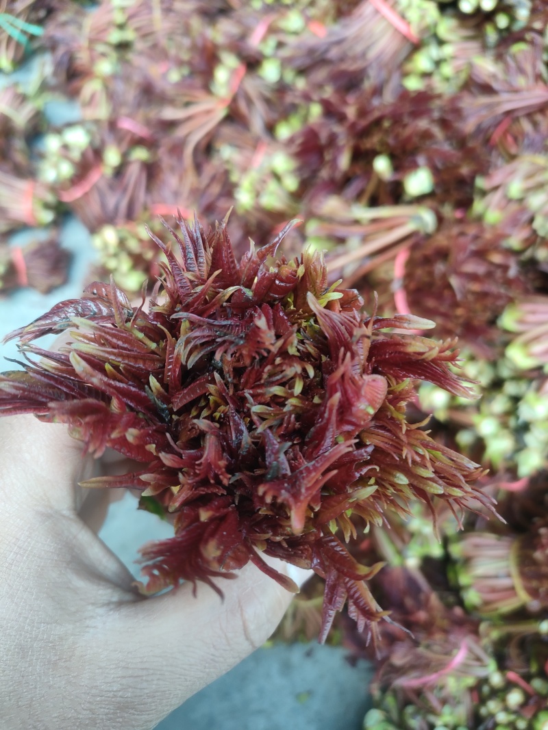 头茬红油香椿芽