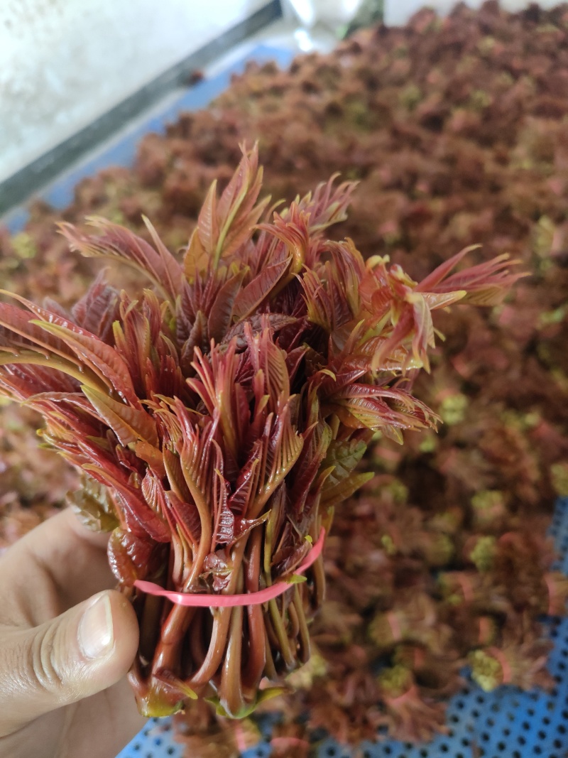 头茬红油香椿芽