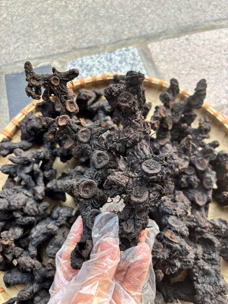 纯野生足干黄精农家纯手工制作九蒸九晒糯黄精鲜黄精